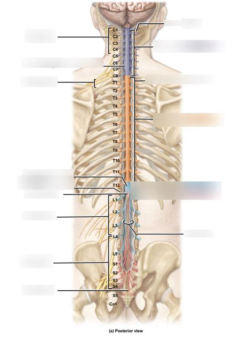 Gross Anatomy Of The Spinal Cord