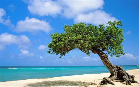 Divi Divi Tree Aruba Pictures Michael Nassar