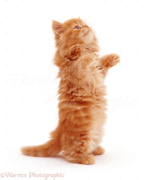 Ginger Kitten Reaching Up Photo Wp08472