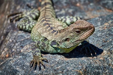 Lizard Images Lodge State