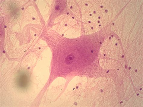 Ciencias 4to grado: Human Body- Tissues