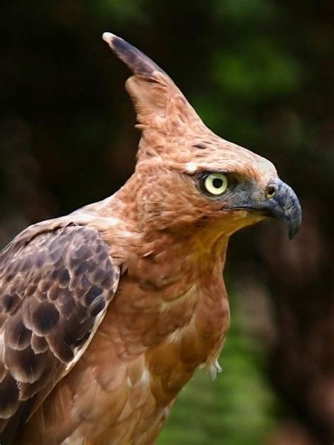 Jun 03, 2021 · burung garuda melambangkan kekuatan.warna emas pada burung garuda melambangkan kejayaan.perisai di tengah melambangkan pertahanan bangsa indonesia. garuda | Hewan langka, Hewan, Elang