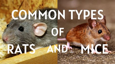 Common Types Of House Rats And Mice Rat Vs Mouse