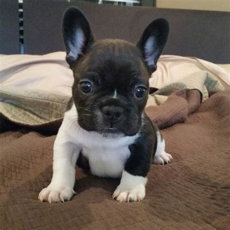 Available French Bulldog Puppies For Sale