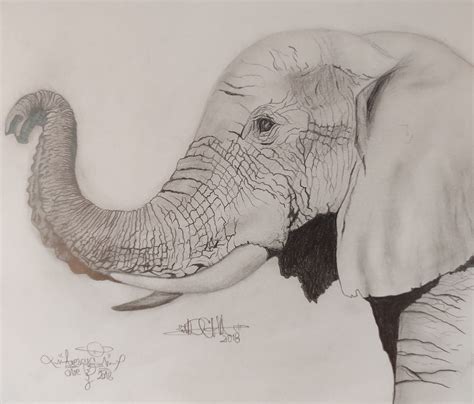 Dibujo De Elefante Adulto A Lápiz En 2020 Dibujo De Elefante