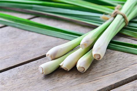 How To Grow Lemongrass When To Plant Grow And Harvest Better Homes