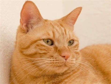 Ibuprofen (advil, motrin) treats minor aches and pains caused by the common cold, headaches, toothaches, back or muscle aches. 150 Good Names for Orange Cats - The Paws