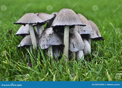 Group Of Common Ink Cap Mushrooms In A Grass Field Stock Photo Image