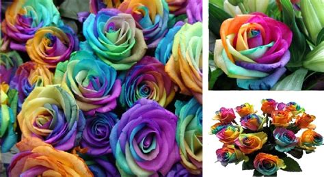 How To Make Rainbow Roses A Hareket By Step Guide Haberler Sanat