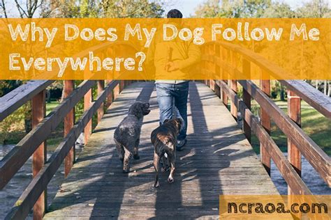 Why Does My Dog Follow Me Everywhere National Canine Research