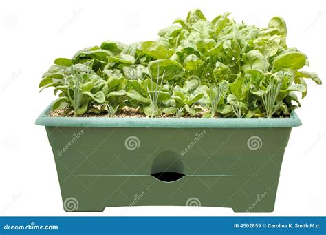 750 Container Salad Garden Isolated Stock Photos Free And Royalty Free