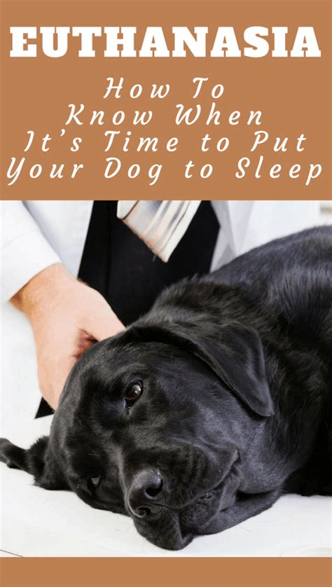 If your dog has many uncomfortable symptoms associated with their canine lymphoma, such as diarrhea, vomiting, and no energy, and the cancer has also become painful, you might want to start thinking of euthanasia. When to Put Your Dog Down: Tips How to Know It's Time to ...
