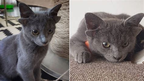 Rescue Kitten Born With Four Ears Finds Forever Home Heart