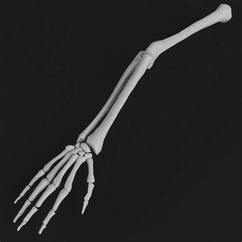 Human Arm Bone Anatomy Pin By Learnbones On Study Guide Medical