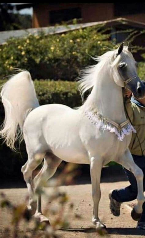 10 Most Popular Horses Breeds In The World Beautiful Arabian Horses Images