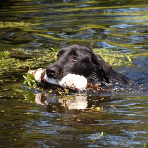 B-Young Retrievers | Hunting Dog Breeders