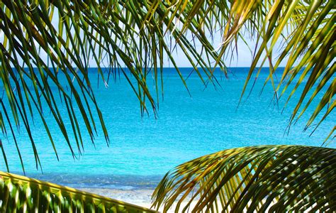 Caribbean Through Palm Fronds Free Stock Photo Public Domain Pictures