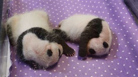 Toronto Zoos Baby Pandas Look Like Pandas Now