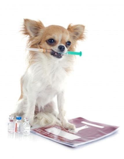 Você Sabe A Importância Da Vacinação De Pets Blog Da Pet Anjo