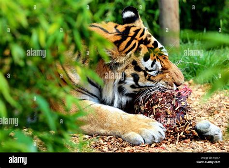 Tiger Eating Hi Res Stock Photography And Images Alamy
