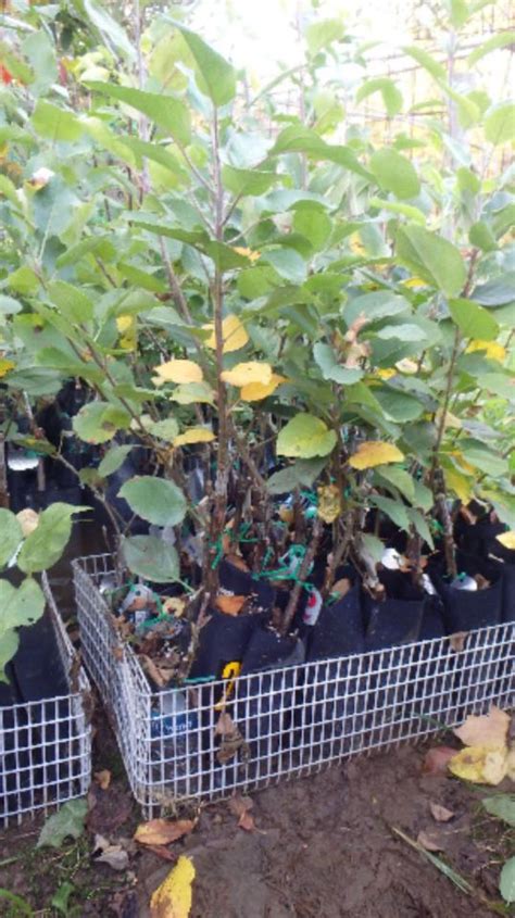 If smoking occurs during your. eBlueJay: Cortland Apple tree, grafted 1-2 feet tall