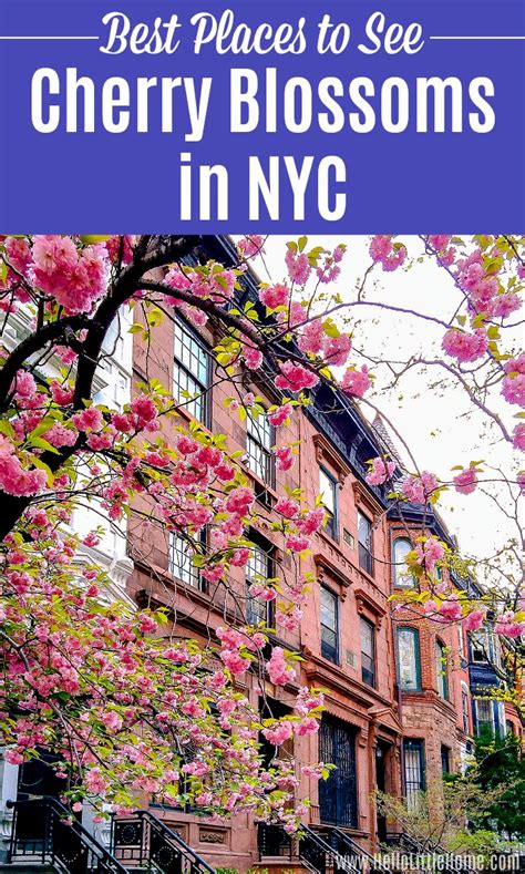 Best Places To See Cherry Blossoms In Nyc Hello Little Home