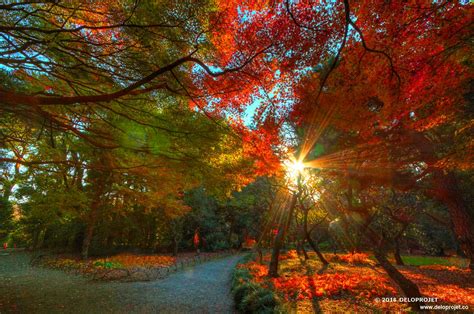 Deloprojet Magic Fall Wedding And Sunset In Japanese Garden