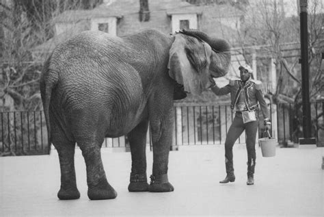 The Tragic Story Of Tyke The Elephant And Her Brutal Death