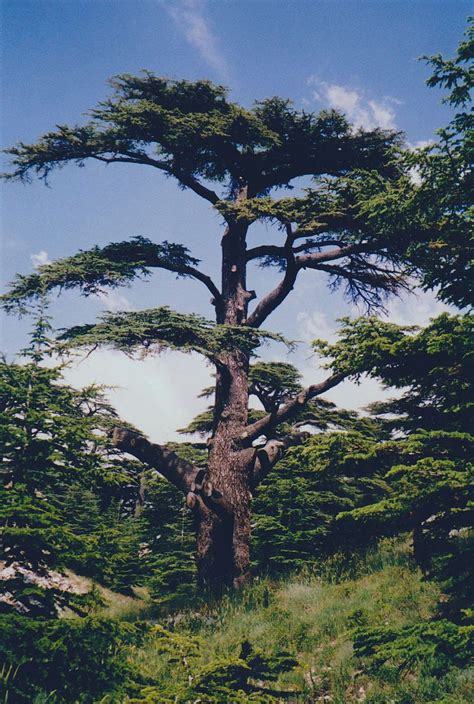 The Cedars Of God Lebanon 2002 Cedars Of God Wikipedia Weird Trees