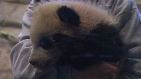 Little Bao Bao The Panda Wows Them At National Zoo Cnn
