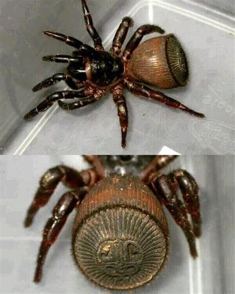 This Is The Ravine Trapdoor Spider And Its Incredible Abdomen Looks