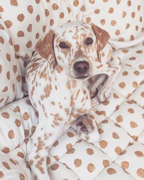 30 Best Dalmation Puppy Orange Images In 2020 Dalmation Puppy