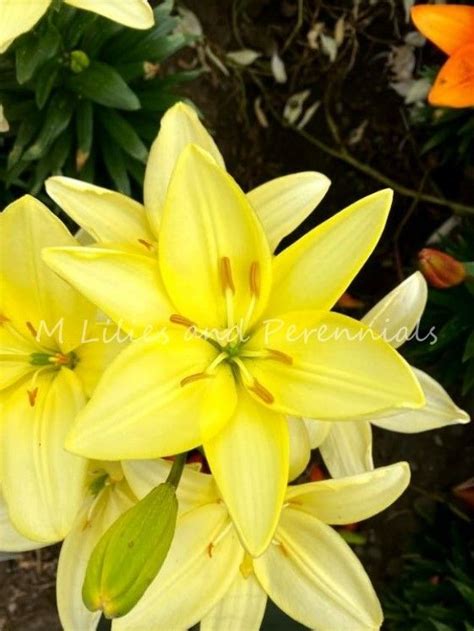 Easy Vanilla Asiatic Lilies Bloom Lily