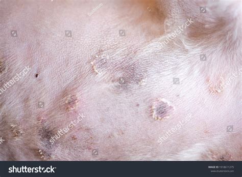Closeup Disease On Dog Skindermatitis Dogskin Stock Photo 1918611275