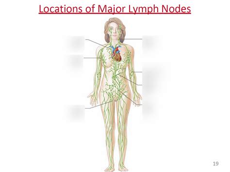 Locations Of Major Lymph Nodes Diagram Quizlet