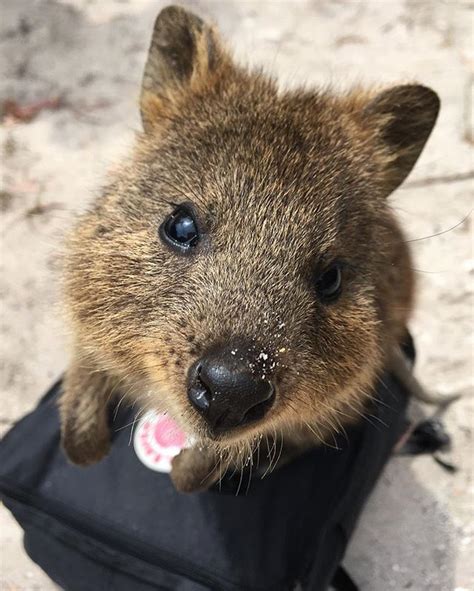 They are small macropods, not larger than a domestic cat. Little quokka baby 🐿💕 | Quokka baby, Quokka, Instagram posts