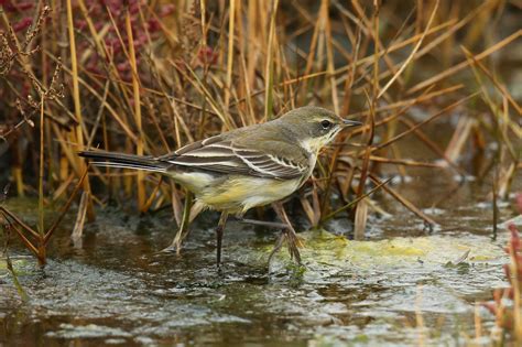 Details Eastern Yellow Wagtail Birdguides