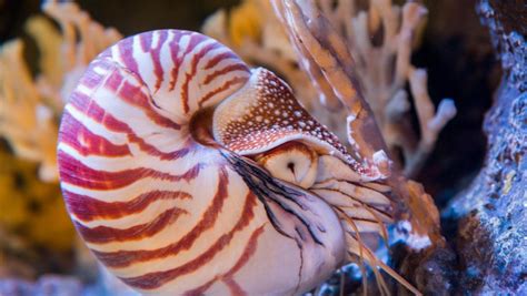 Chambered Nautilus Reefs And Pilings Octopuses And Kin Nautilus Sp At