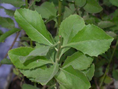 Maybe you would like to learn more about one of these? Dunia Herba Kita: Manfaat Daun Beluntas