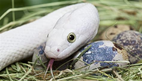 Are there any plants that do not attract snakes? How Do Reptiles Reproduce? | Sciencing
