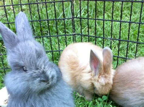 French Angora Rabbit Pictures Care Guide Lifespan And Traits Hepper