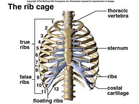 22 best skeleton images on Pinterest | Skeletons, Bones and Skeleton