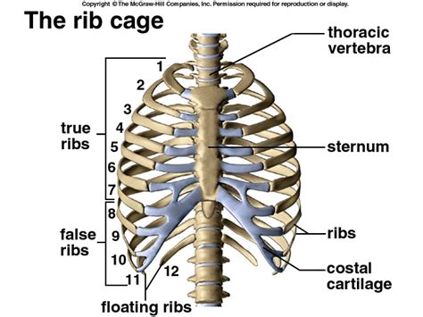 Ribs Bones