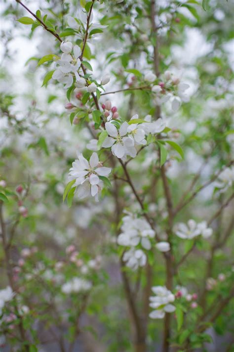 Check spelling or type a new query. CRABAPPLE SPRING SNOW FLOWERING For Sale in Boulder Colorado