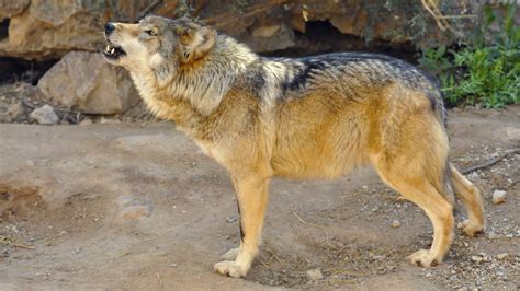 Fws Releases Mexican Gray Wolf Recovery Plan For Arizona