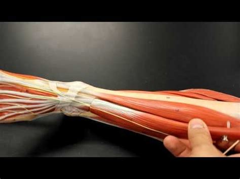 69 best images about Muscular System on Pinterest | Muscle tissue