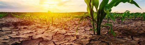 Climate Change And Agriculture Strategies To Mitigate Risks