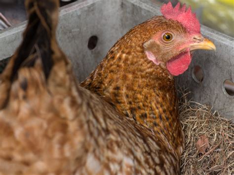Has Your Hen Gone Broody Here Is What To Do Broody Hen Care