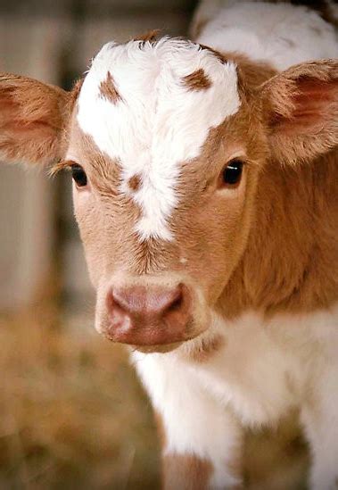 225 likes · 10 talking about this. Pin on Kühe - Cows