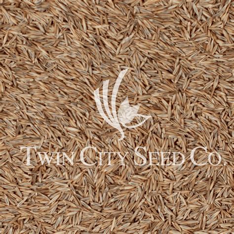 Seabreeze Creeping Red Fescue Slender Twin City Seed Company